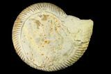 Bathonian Ammonite (Morphoceras) Fossil - France #152734-1